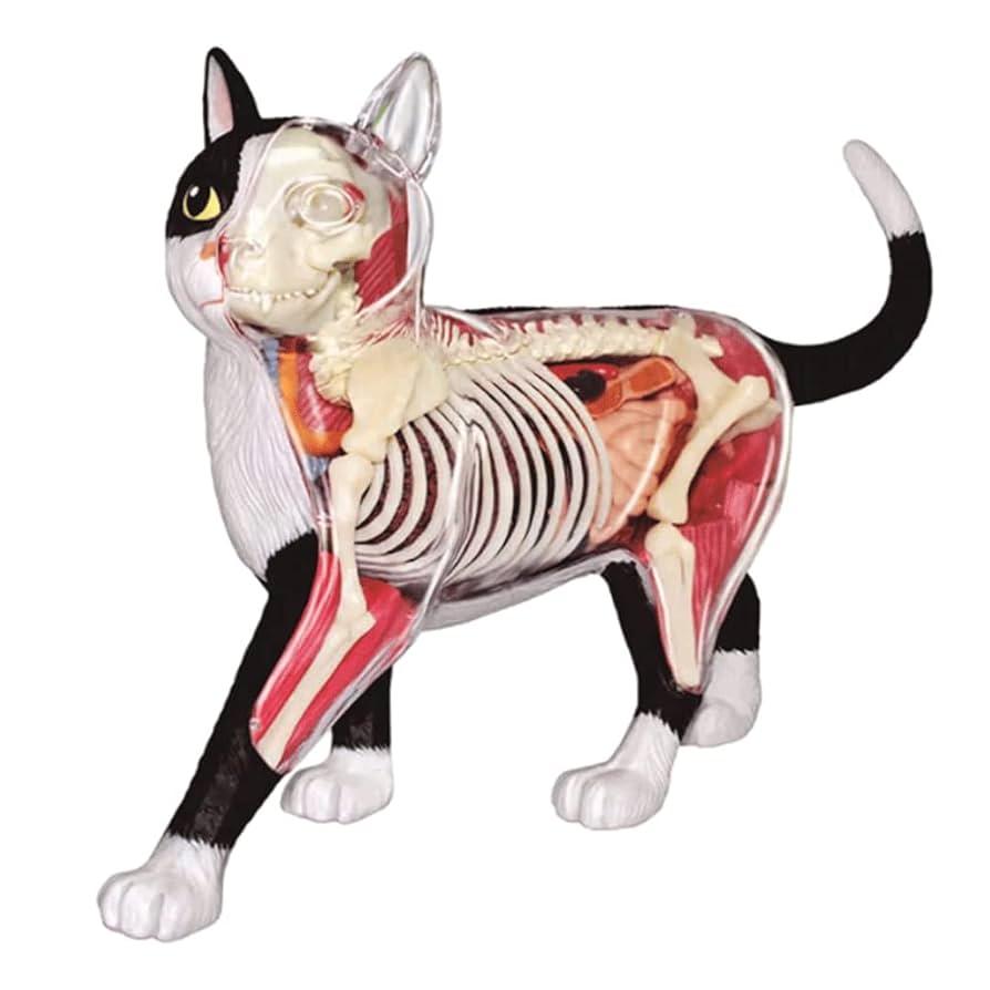 【極美品】小動物の内視鏡学 Amazon.co.jp: 動物モデル 猫 オオカミ 犬 内臓 解剖学モデル